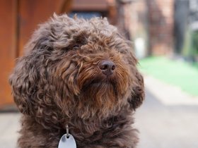 Hairy-Dog.JPG