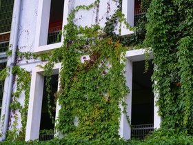 Carpark-Plants.jpg