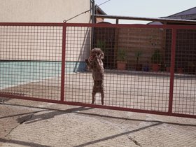 Dog-Fence-Lick.JPG