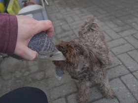 Dog-Pull.jpg