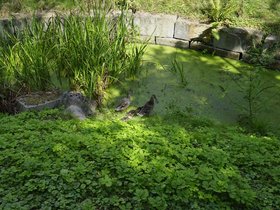 Ducks.JPG