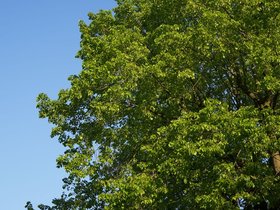 Endless-Tree.JPG