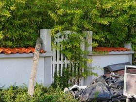 Green-Plant-Overgrown.jpg
