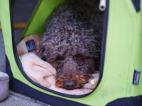 Old-Dog.jpg