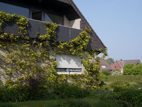 Overgrown.JPG