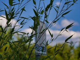 Pflanze-Sonne.jpg