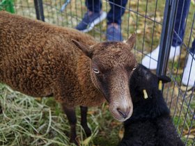 Sheeps.jpg