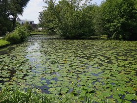 Wasserlilien.JPG
