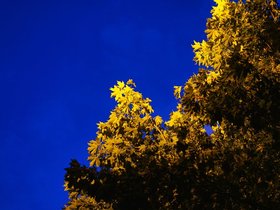 Yellow.jpg