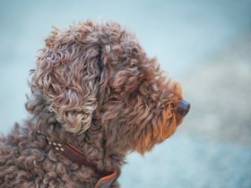 Brown-Dog.jpg
