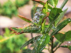 Bubble-Plant.jpg