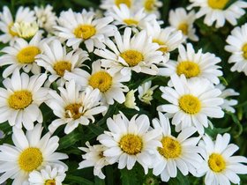 Daisy-Bed.jpg