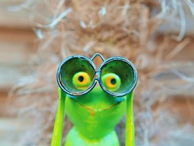 Frog-Glasses.jpg