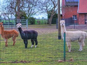 Lamas.jpg