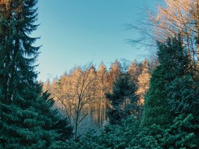 Moehnesee-Wald.jpg