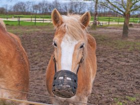 Pferd1.jpg