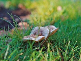 Pilz-November.jpg