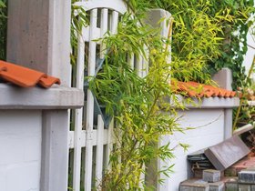 Plants-Coming.jpg