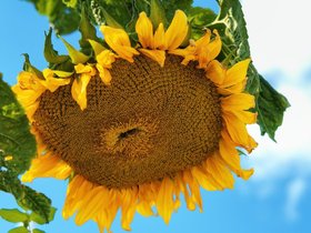 Sonnenblume.jpg