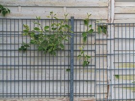 Wood-Wall.jpg