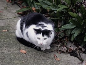 Cat-Annoyed-Alley.jpg