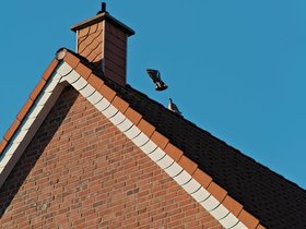 Pidgin-LiftOff.jpg