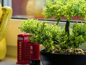 LittleBonsaiGarden.jpg
