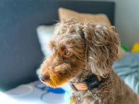 PoodleSnout.jpg