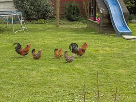 Chickengang-graswalk.jpg