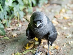 Crow-but-boring.jpeg
