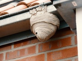 House-of-Wasp.jpg