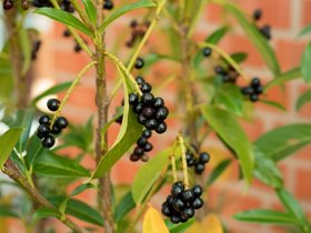 ReallyBlackBerries.jpeg