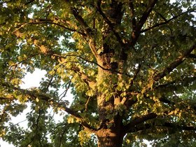 Summer-Tree-Orange.jpg