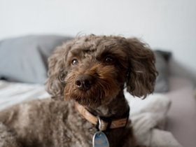 WetNoseDoggy.jpg